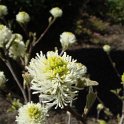 Fothergilla gardenii fleur P28
